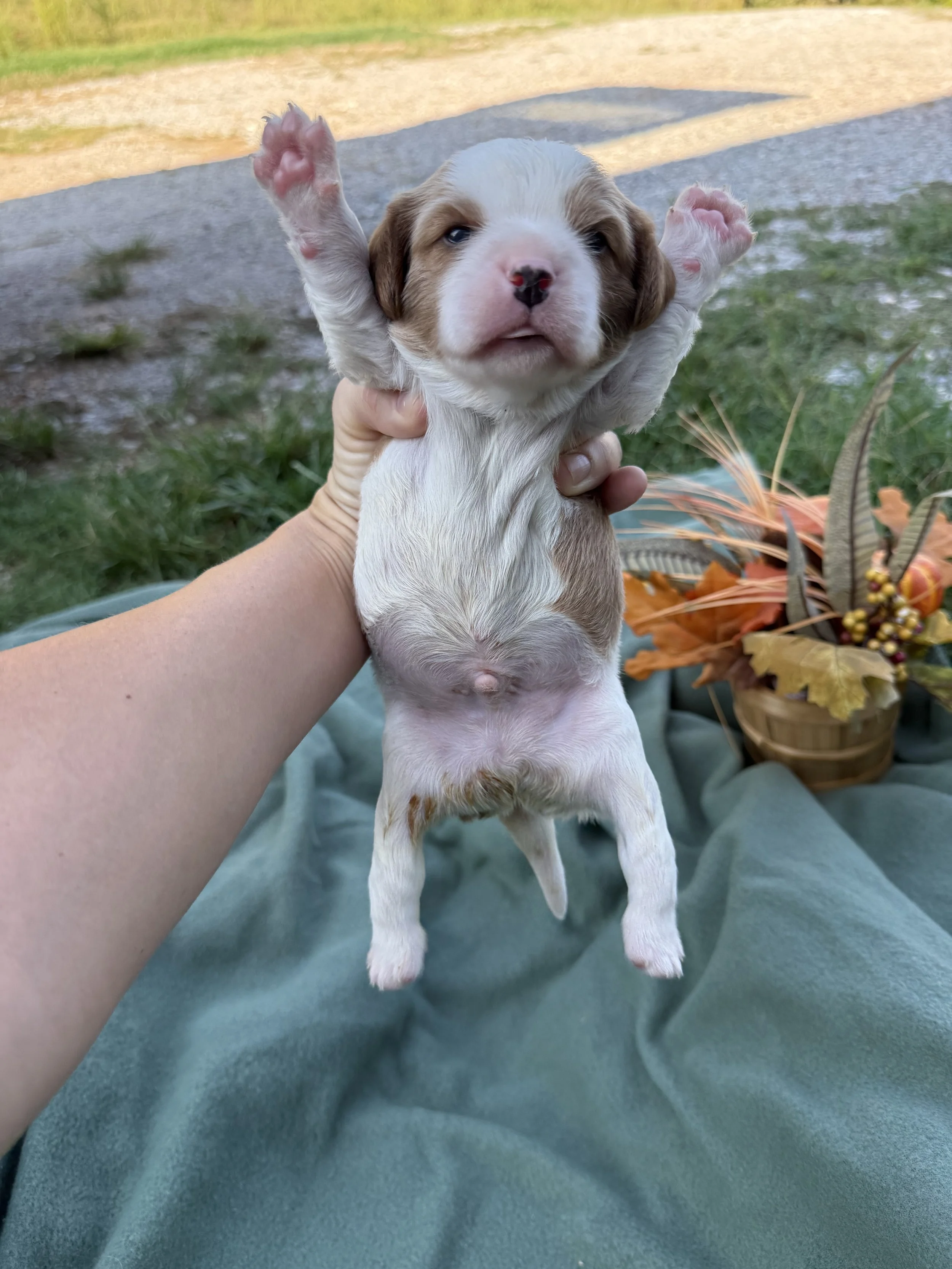 Cavalier Blue boy