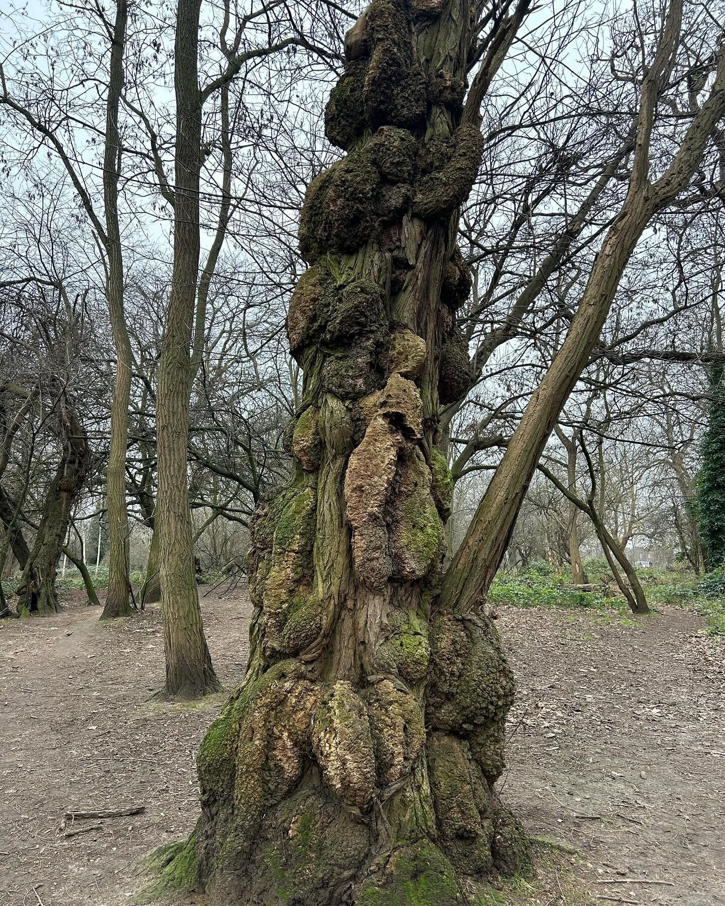 You might be stiff and achey and full of knots, but you&rsquo;re still great as you are. #yogaforhealthyaging #yogaforhealth #yogaformenopause #yogaforolderadults #yogaforachesandpains #swlondon #sw2 #swlondonyoga #streathamyoga #treesofinstagram #tr
