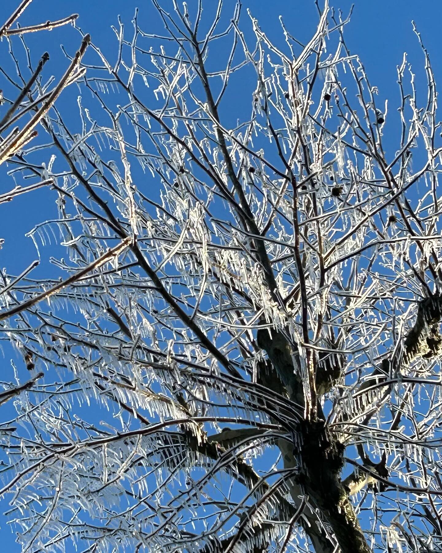 Glorious blue skies and an icicle tree! A burst water pipe, a very high fountain and a tall tree. #beautyinnature #palaceroad #sw2 #yogainsw2 #sw2 #yogaclassinlondon #streatham #tulsehill #westnorwood #icicles #icicletrees