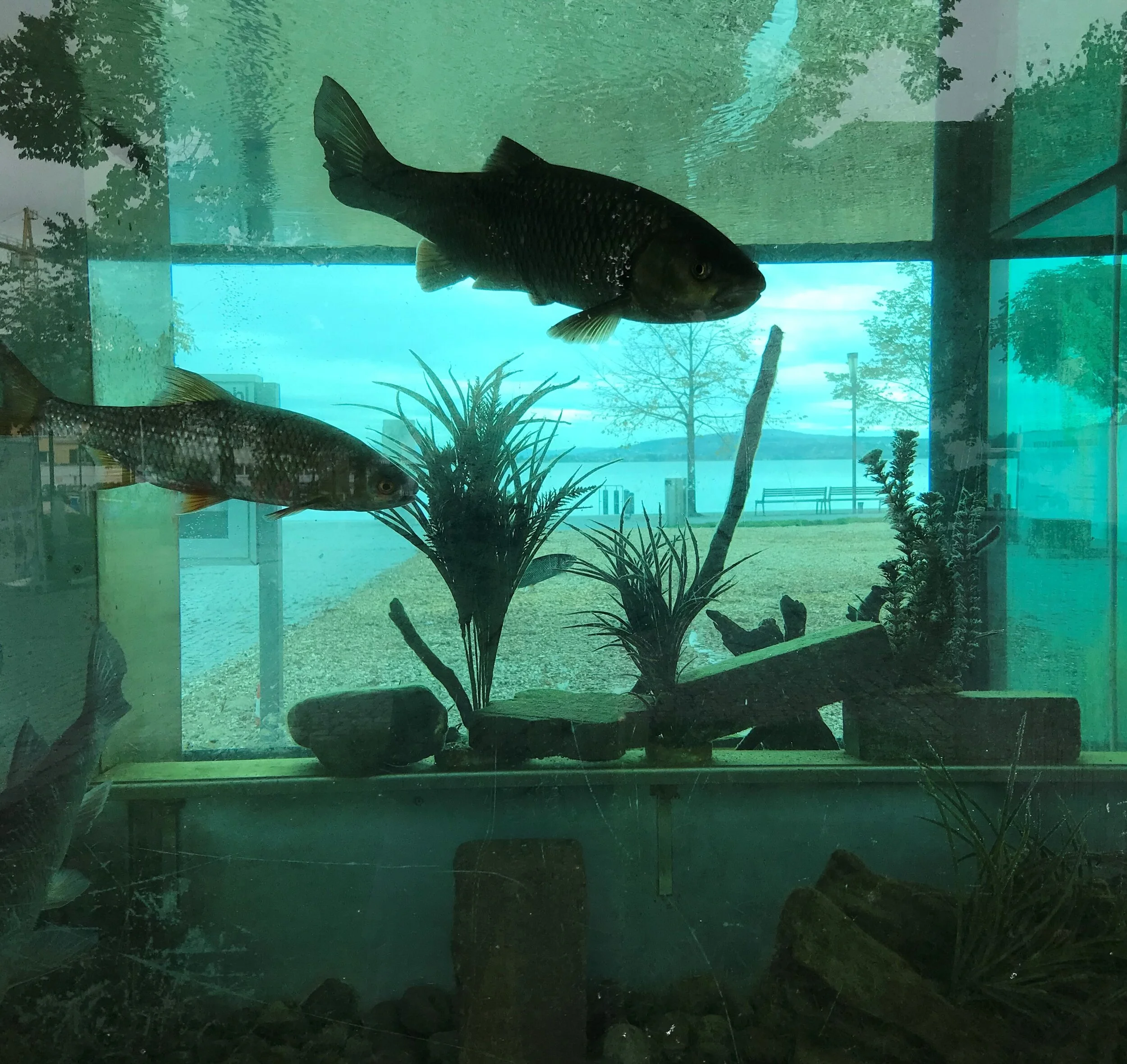 AQUARIUM MIT AUSSICHT …