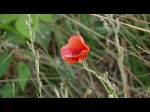 Remembering my great Uncle - Passchendaele 100 years