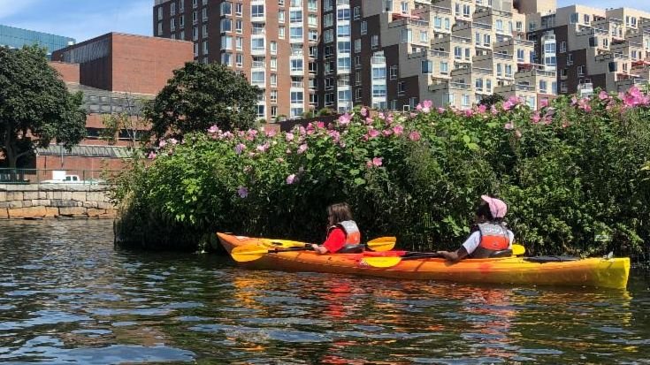 Floating wetland summer.jpg