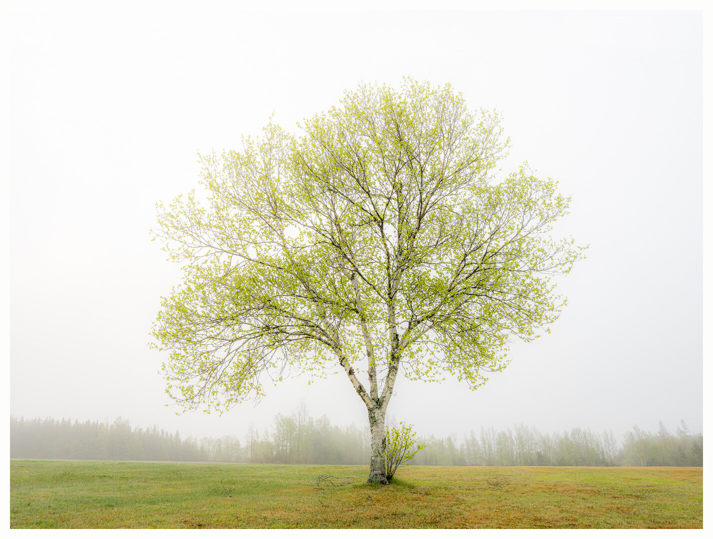 Spring Foliage