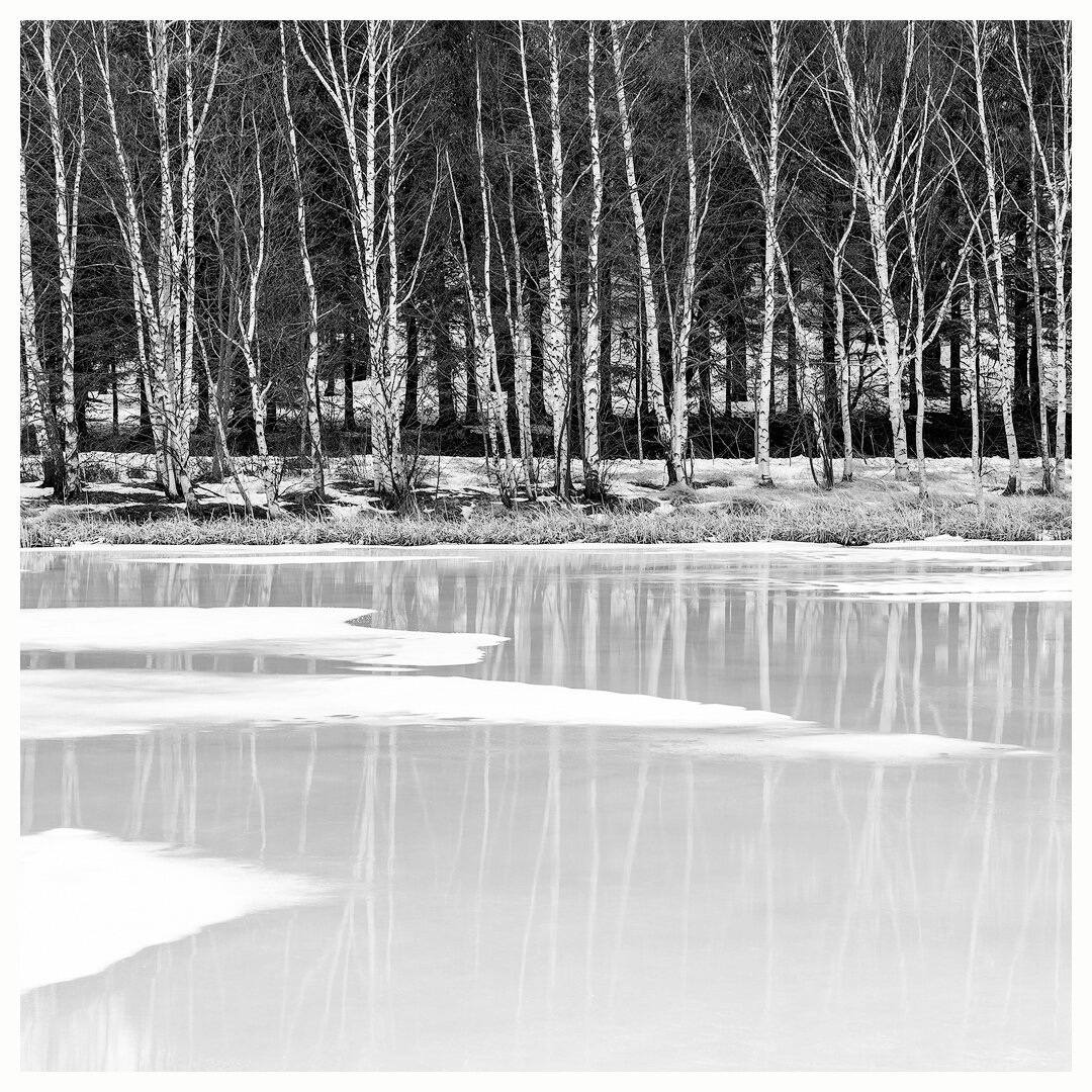 Birch Reflection 2