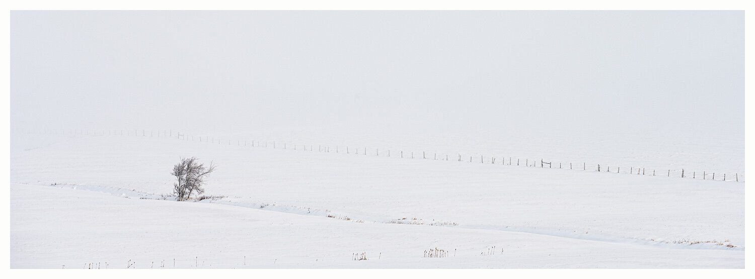 Winter Fence and Tree