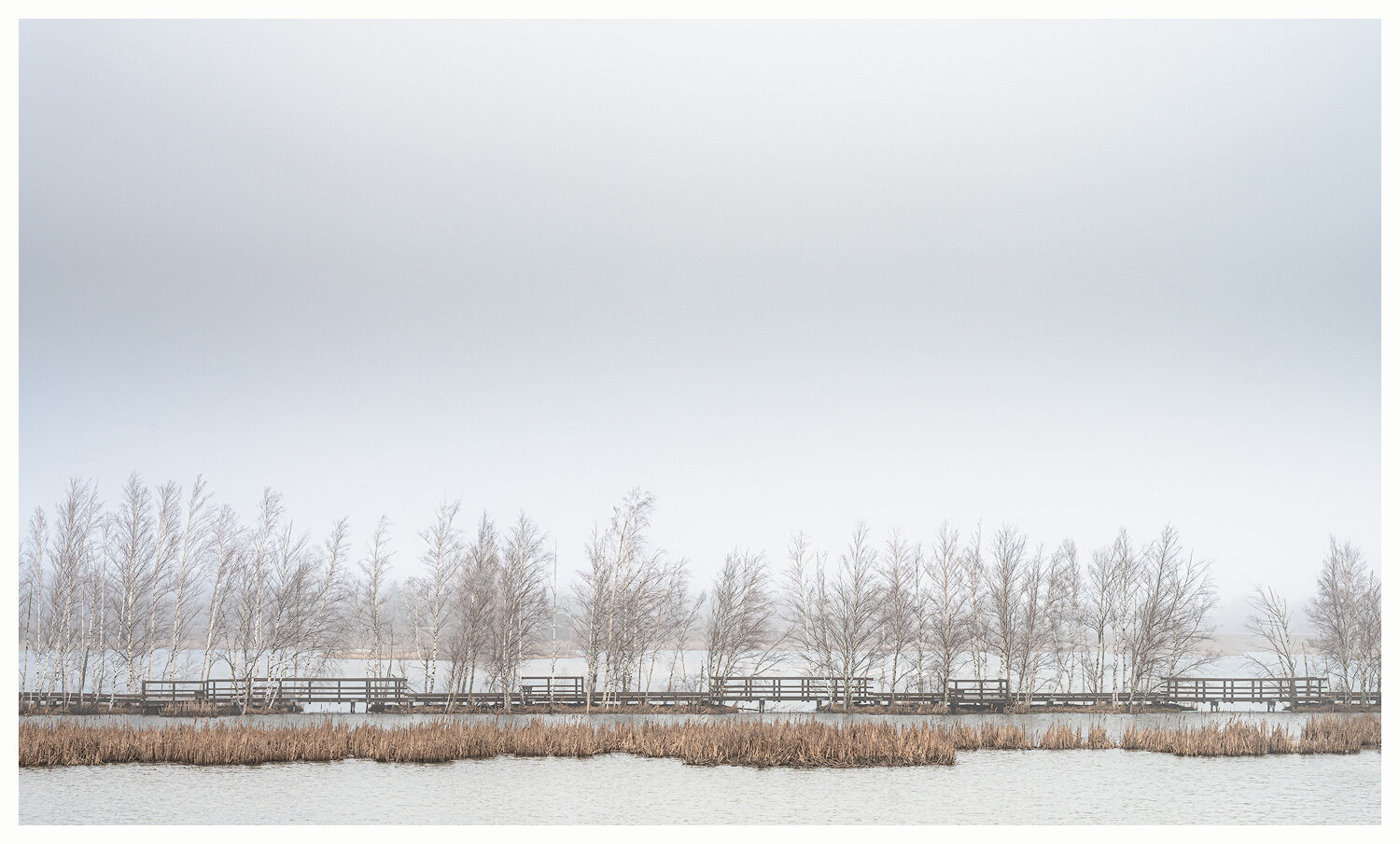 The Birches, Early Spring