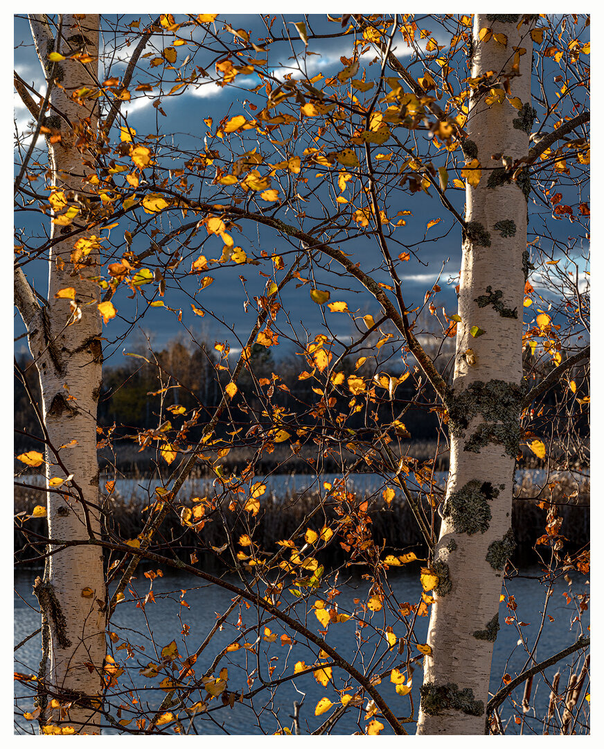 White Birch Leaves, November