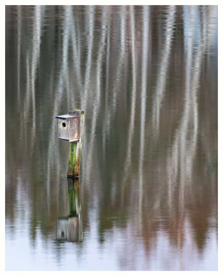 Tree Swallow House, November