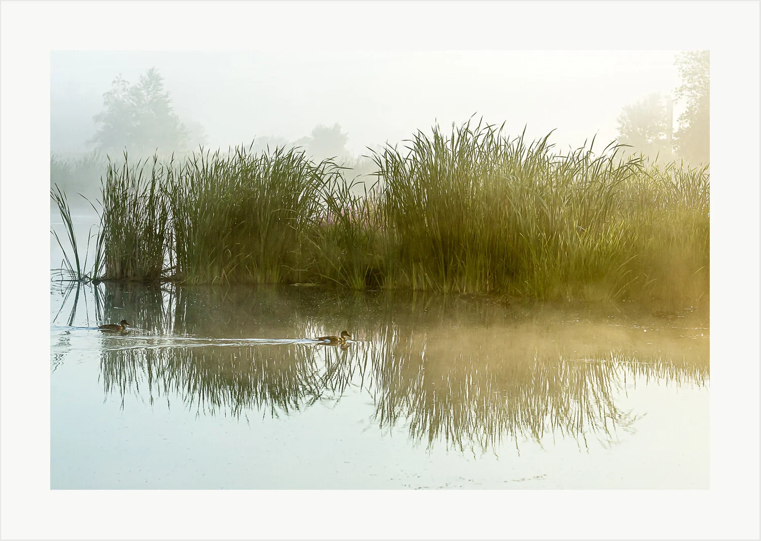 Sunrise – Cattails and Cattail-Dwellers