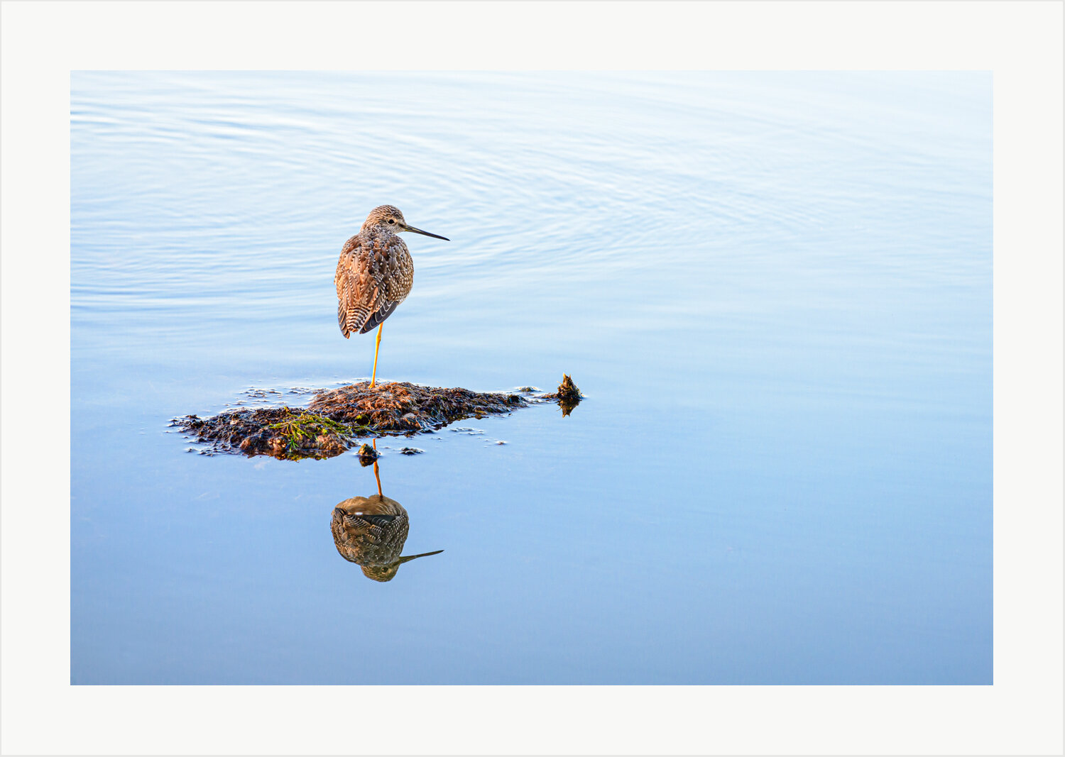 Yellowleg