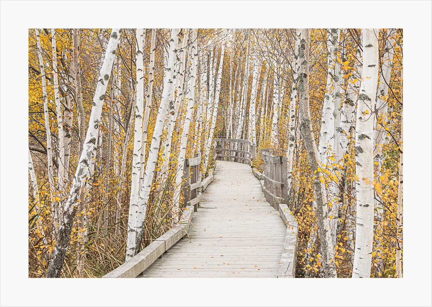 The Birches Boardwalk, November