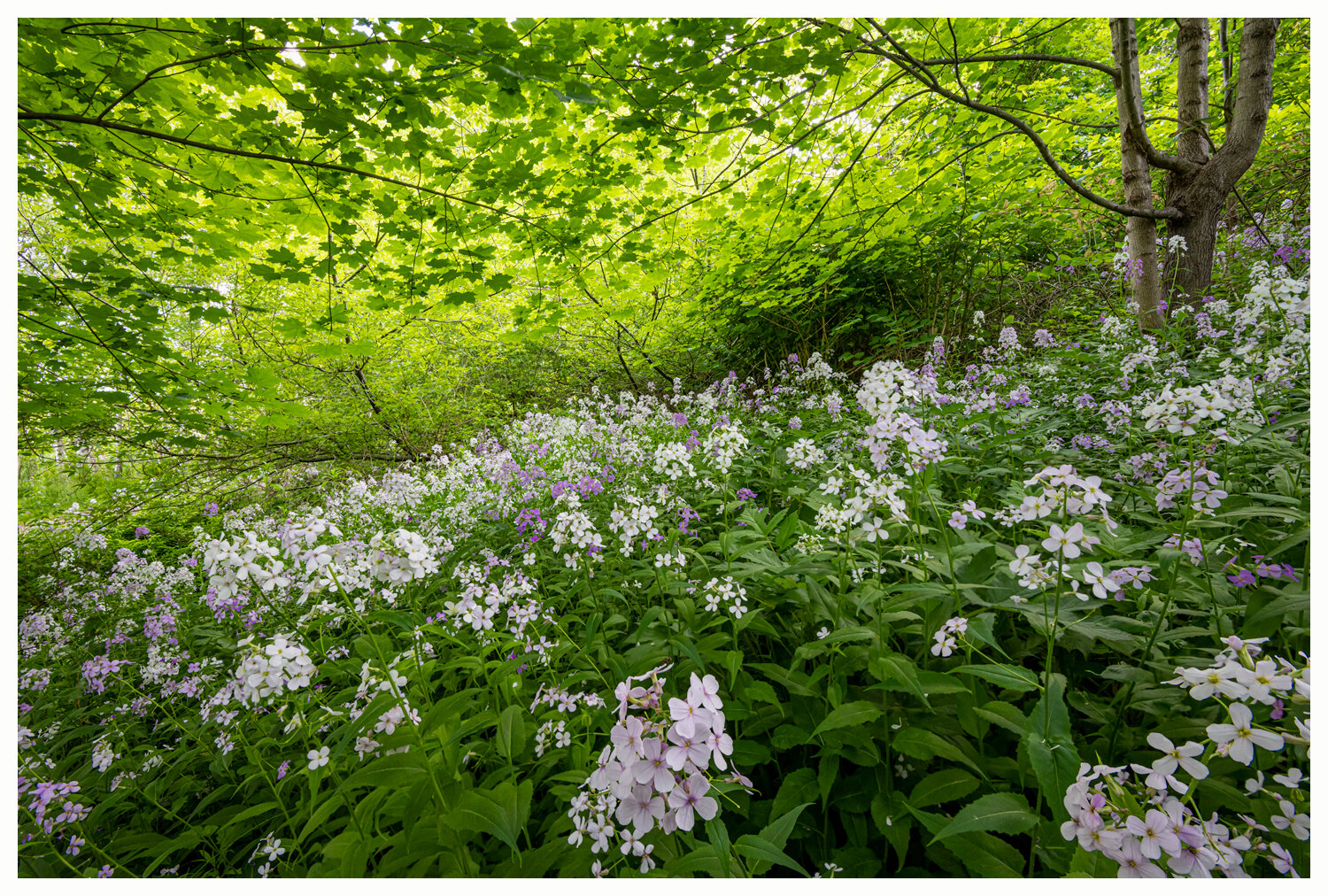 Dame's Rocket and Maple Canopy (1)