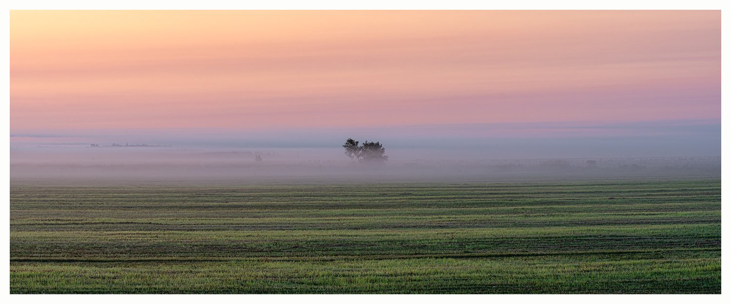 Mist-shrouded tree, September morning