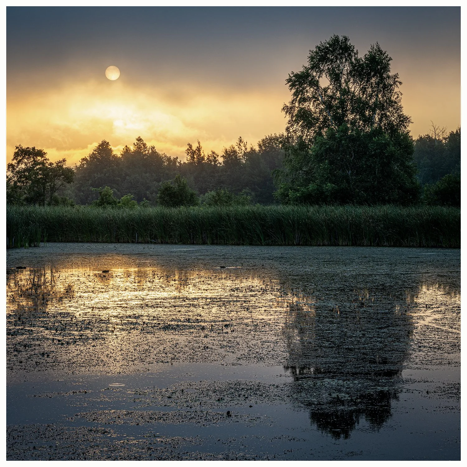 Midsummer Morning Fog