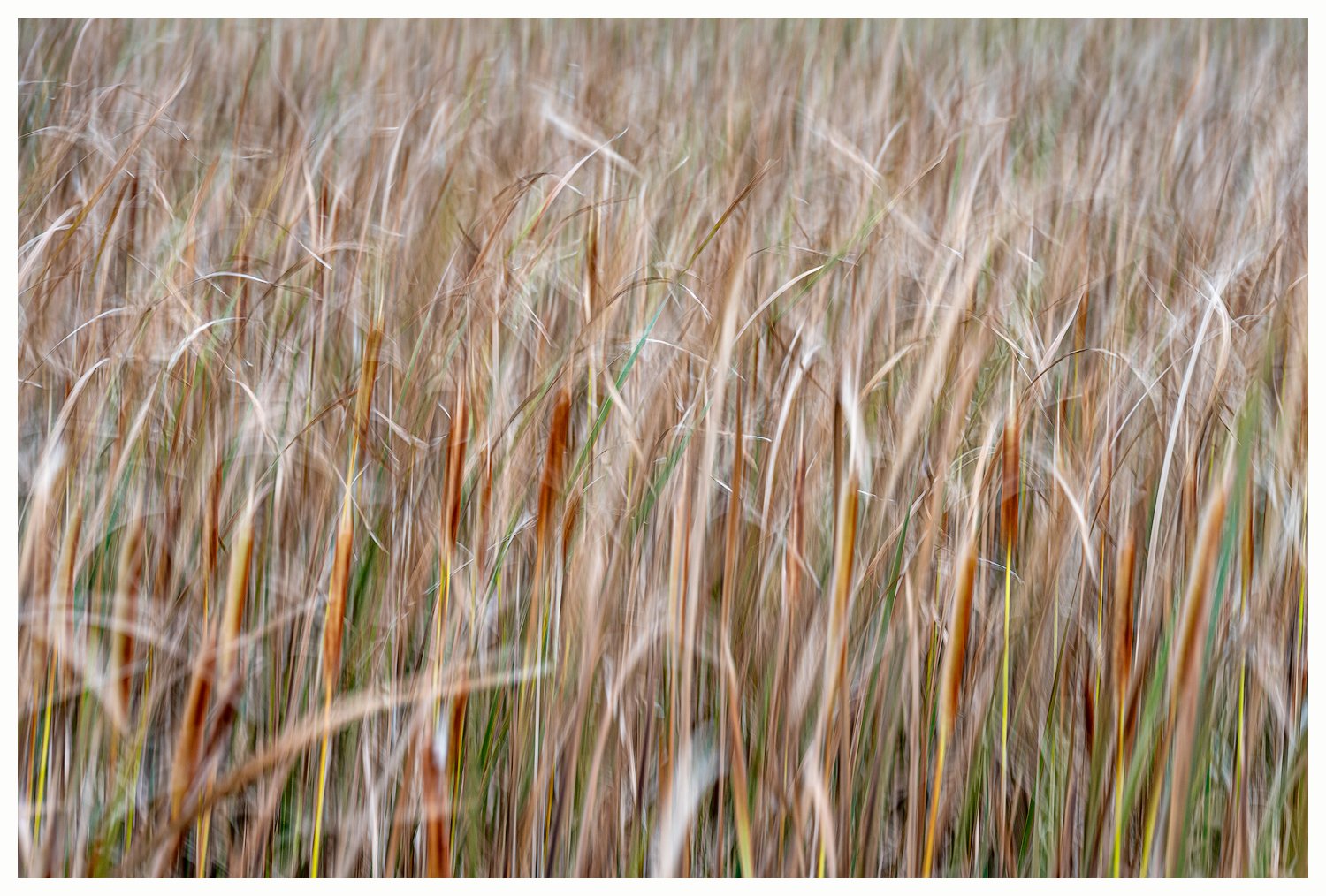 Late Summer Cattails