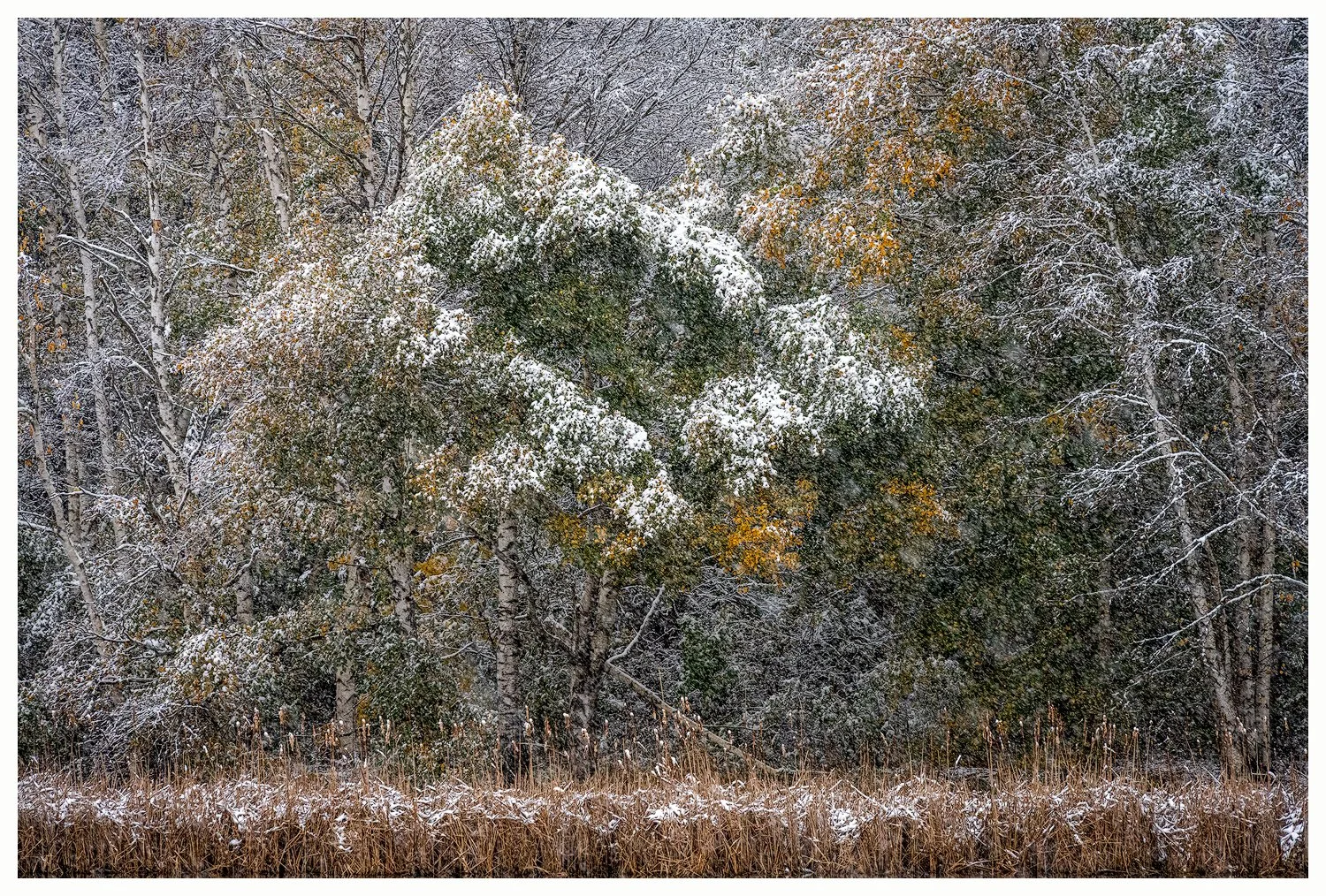 Autumn Snowfall