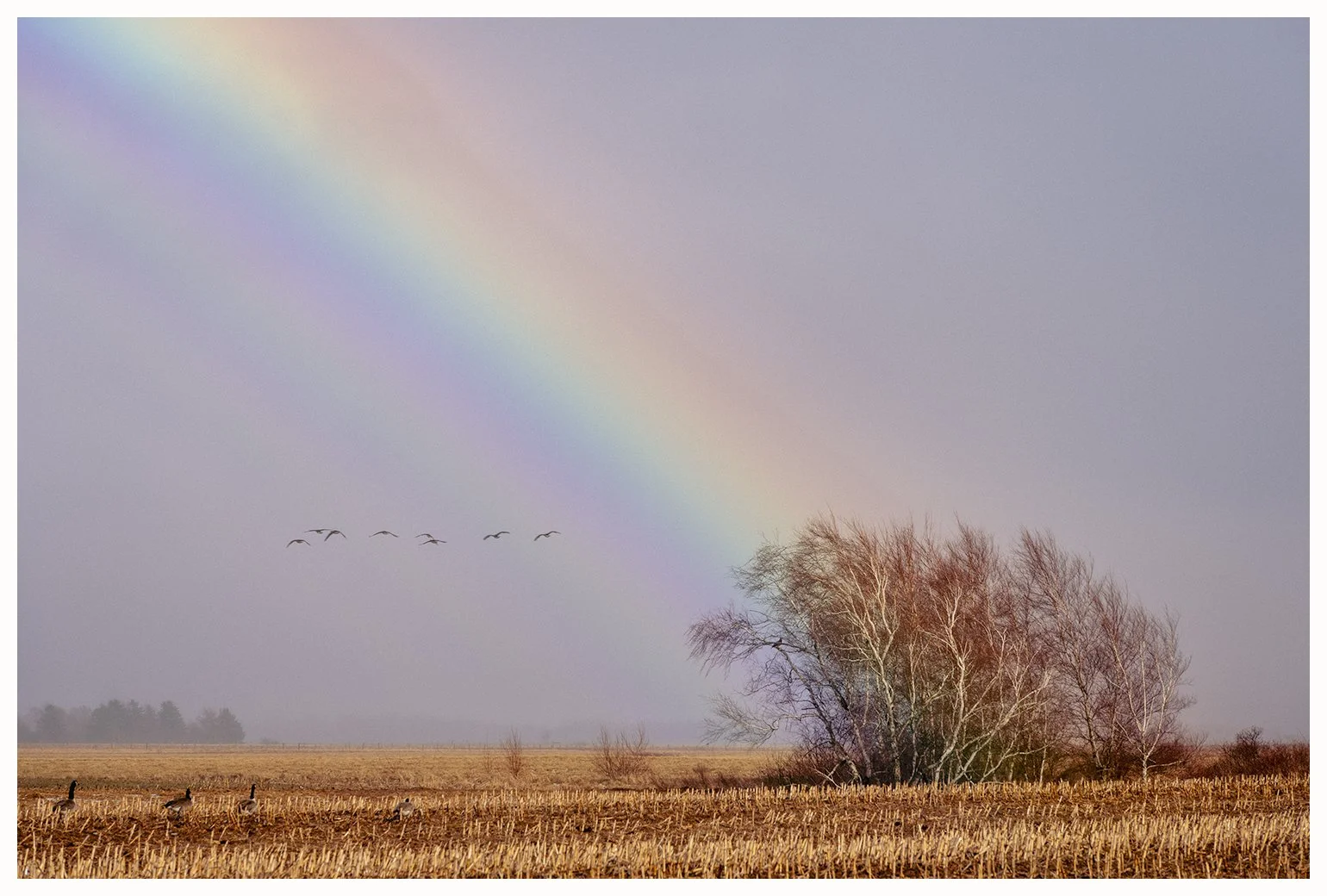 Spring Rainbow and Spring Geese