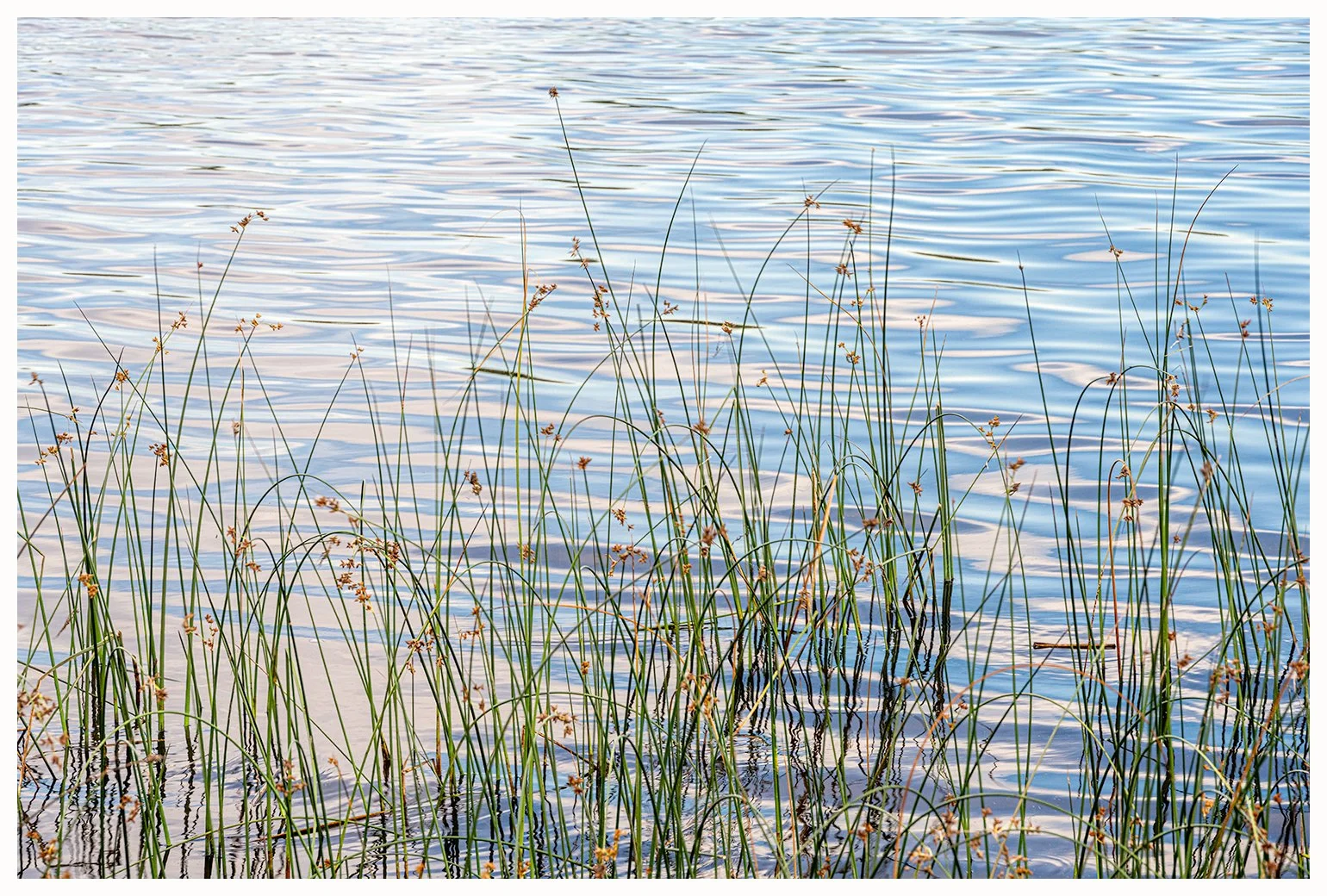 Reeds and Undulations