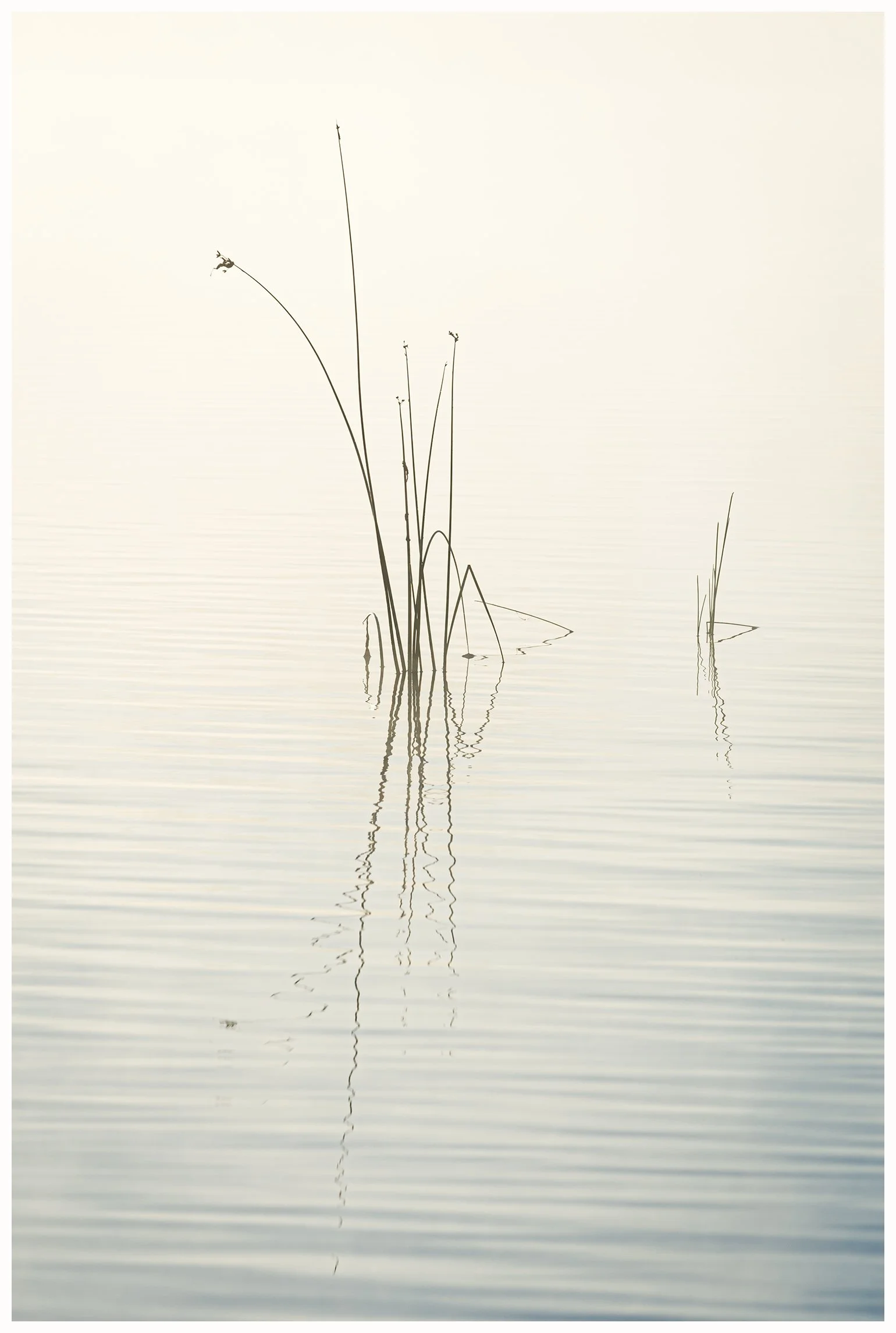 Silver Lake Reeds (1)