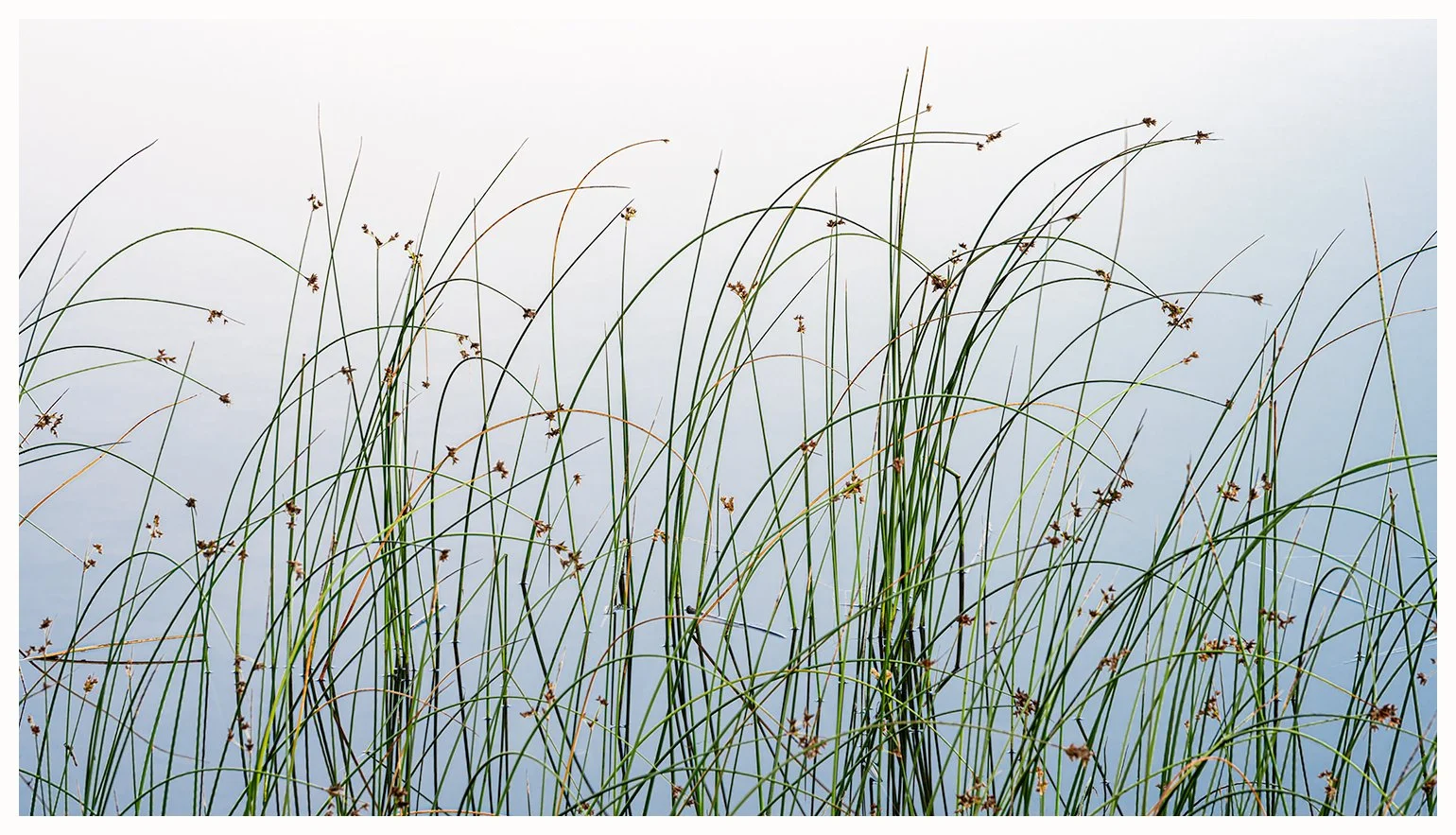 Late Summer Reeds