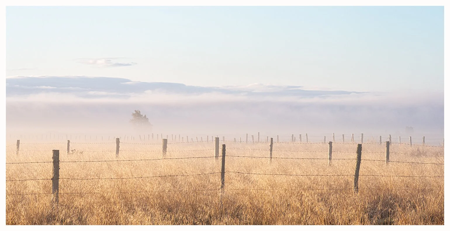 Field of Gold