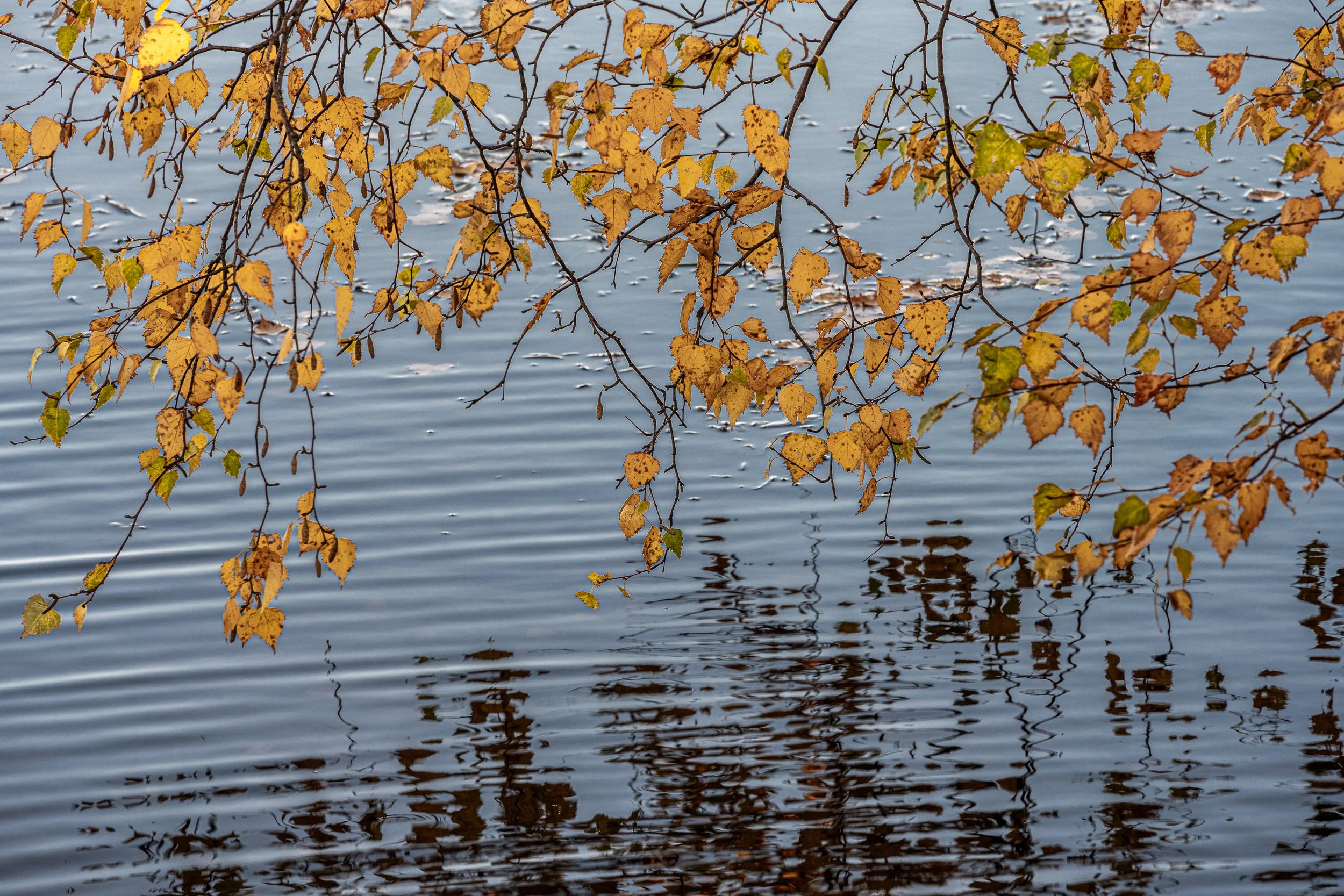 2025-11-12at17-20-56-Edit.jpg