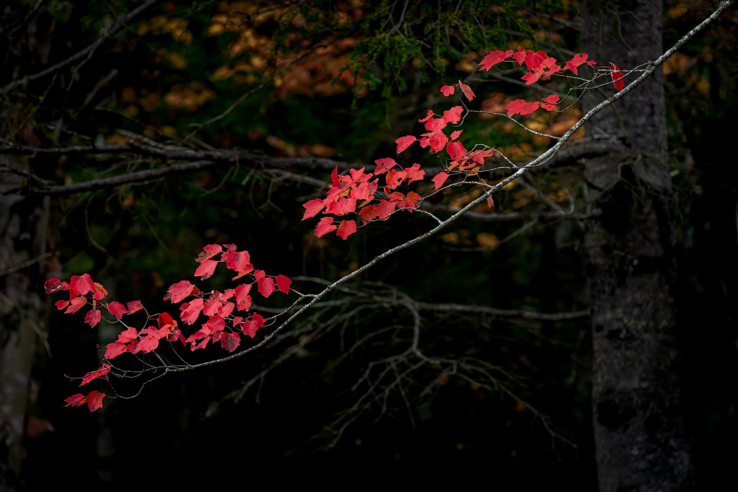 2019-10-11at17-06-02-Edit.jpg