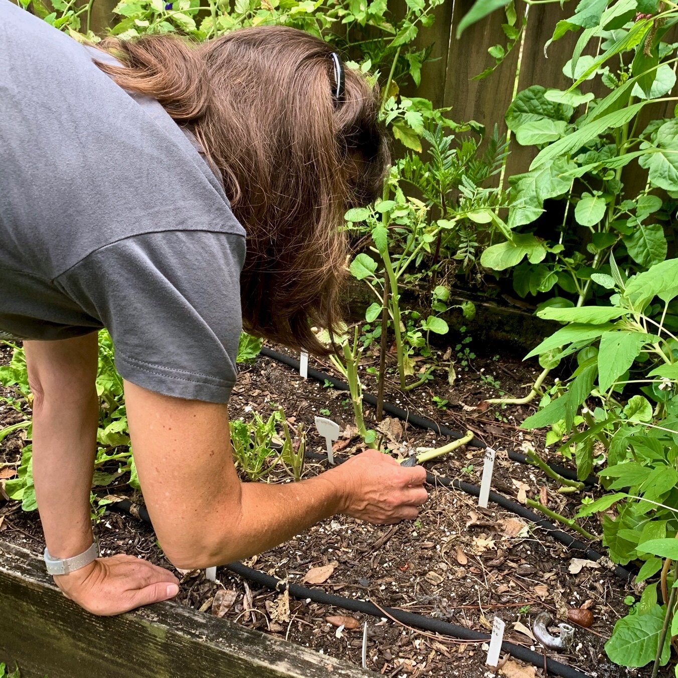 Drawing charcoal from garden compost