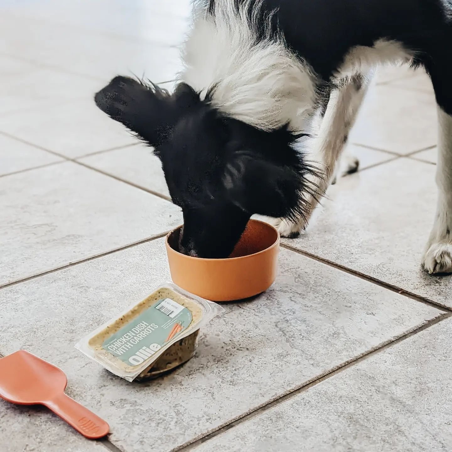 Bandit for Ollie