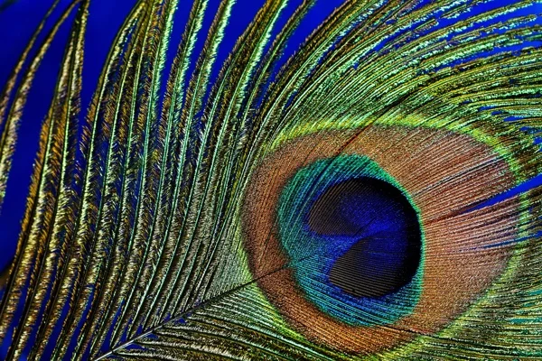 180425 Peacock feather.jpg