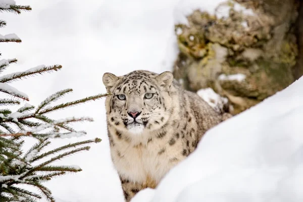 180227-Pixabay-snow-leopard-600x400.jpg
