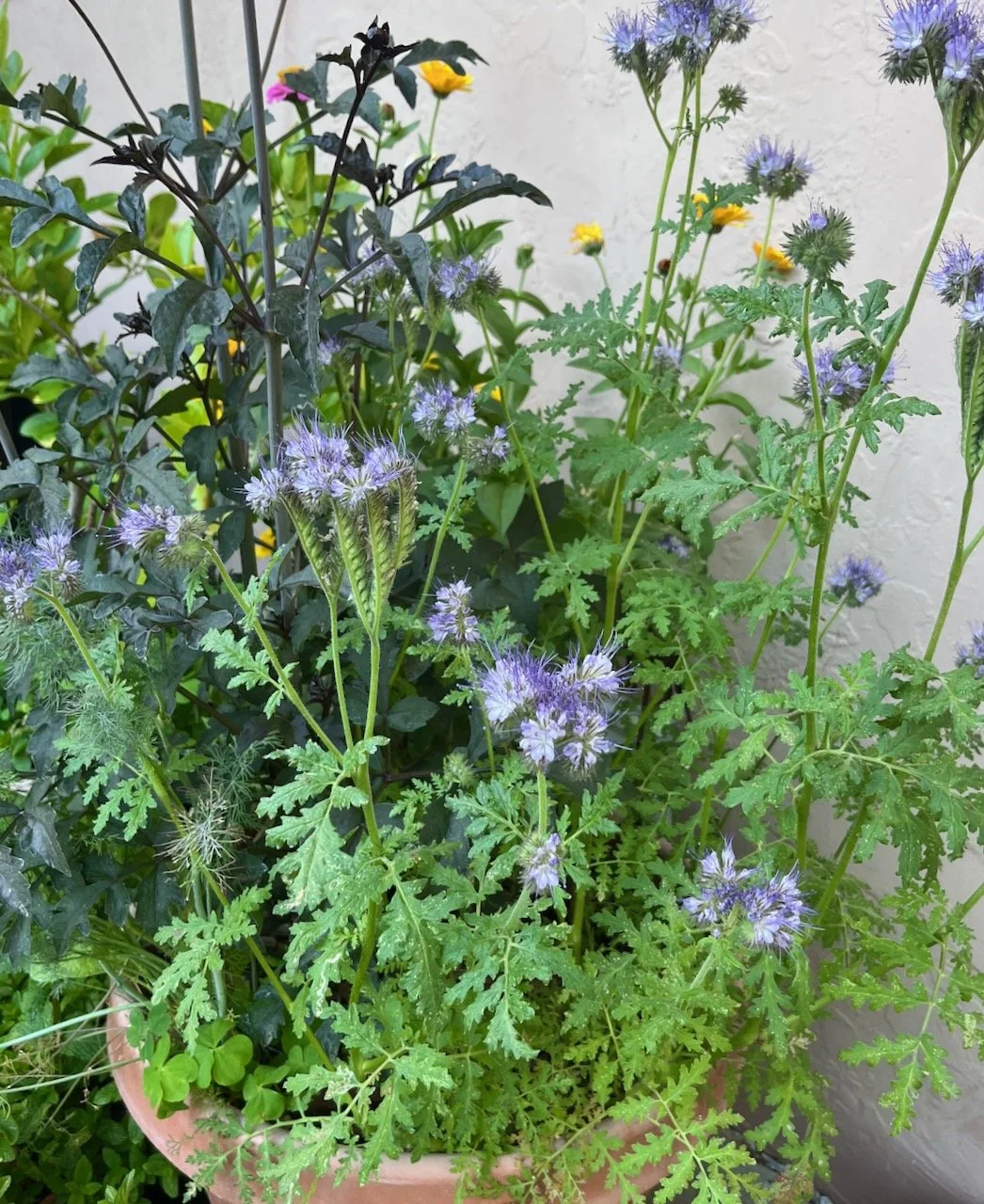 Purple phacelia and Calendula in a pot Novato CA