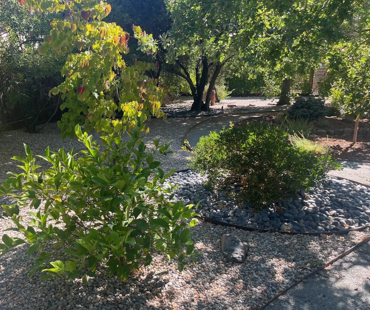 View of Backyard with Stone Mulch and Low Water Plants