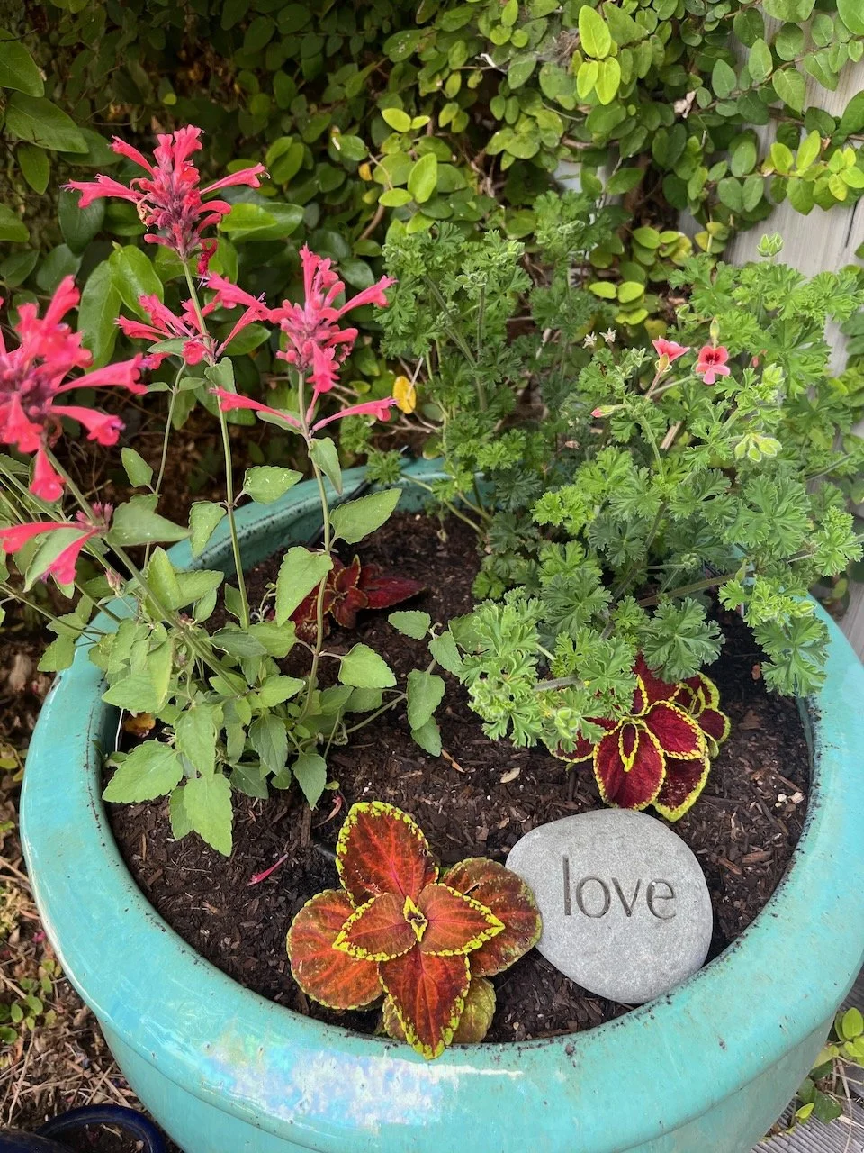 Container gardening Marin California