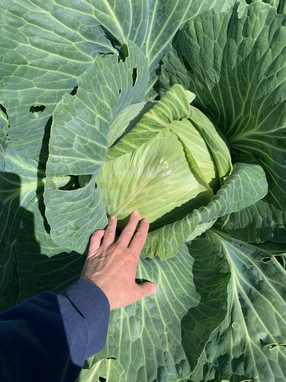 Large Cabbage Plant