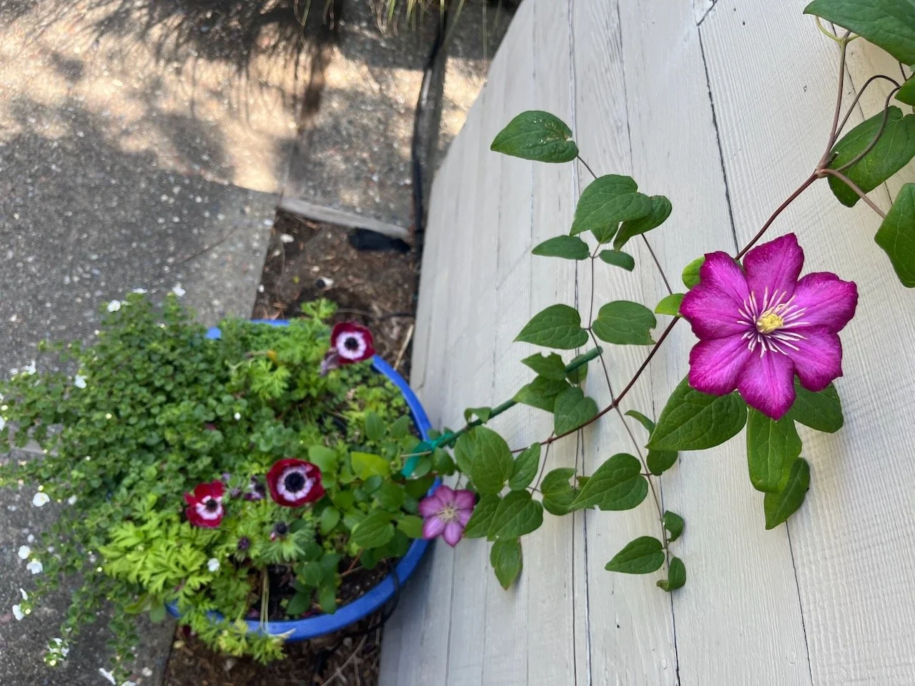 Clematis vine and anemone flowers Belvedere, CA