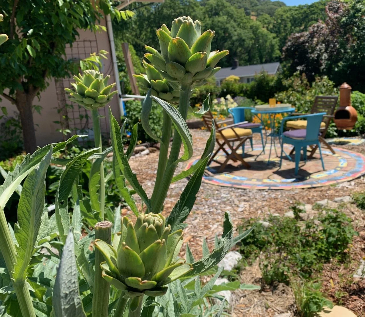 Artichoke plant with circular patio in background