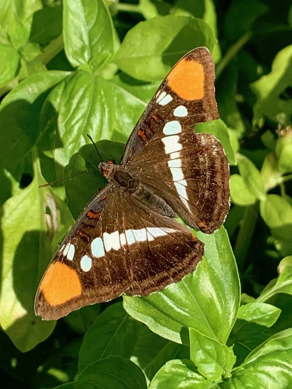 California Sister butterfly on basil plant