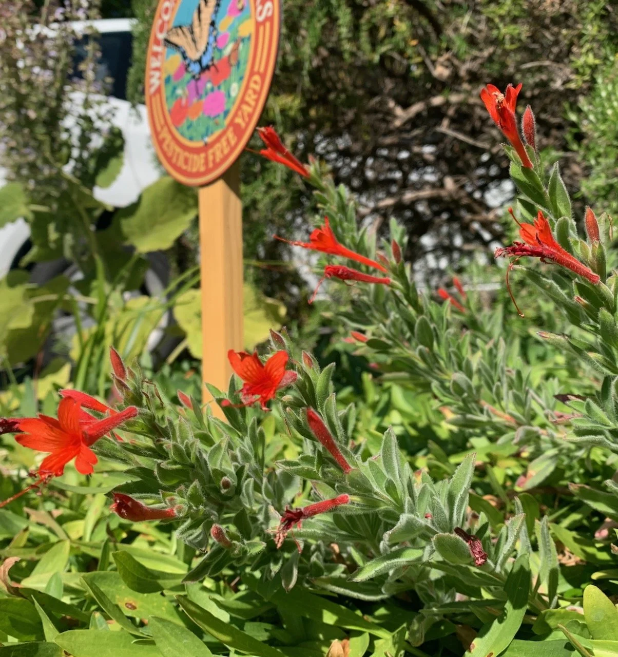 California Fuchsia flowers with a pesticide free sign
