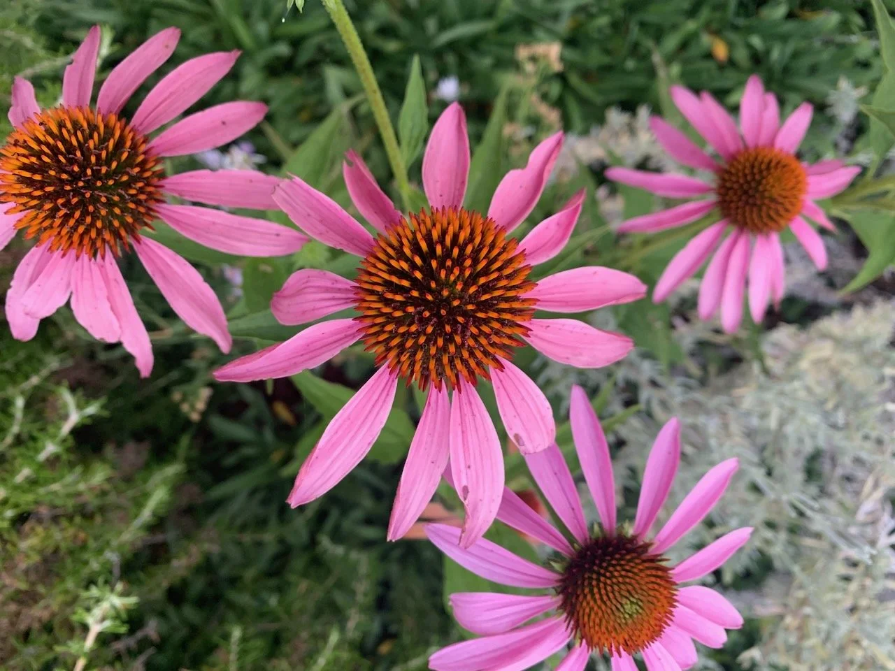 Four Echinacea Flowers