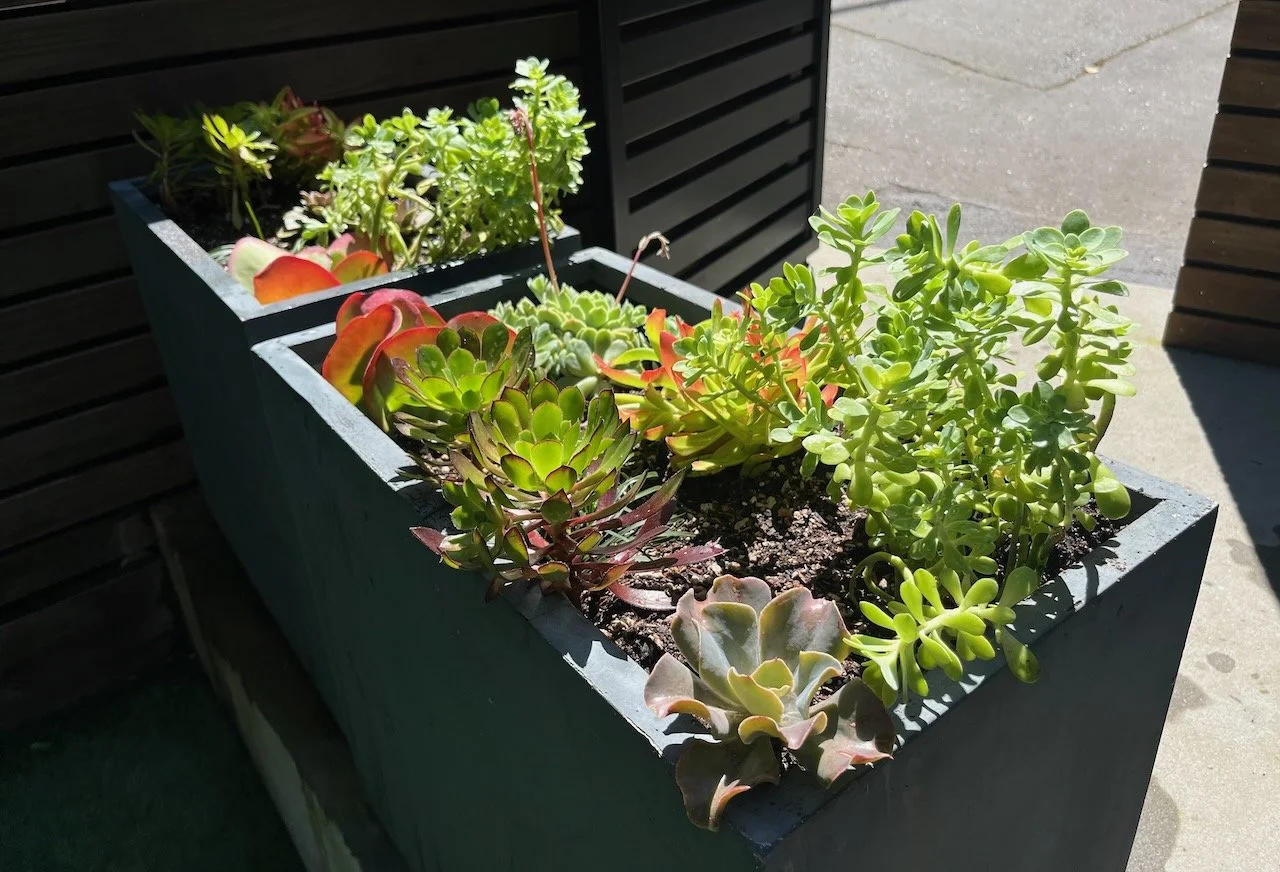 Succulents in a modern metal rectangular container in San Anselmo, CA