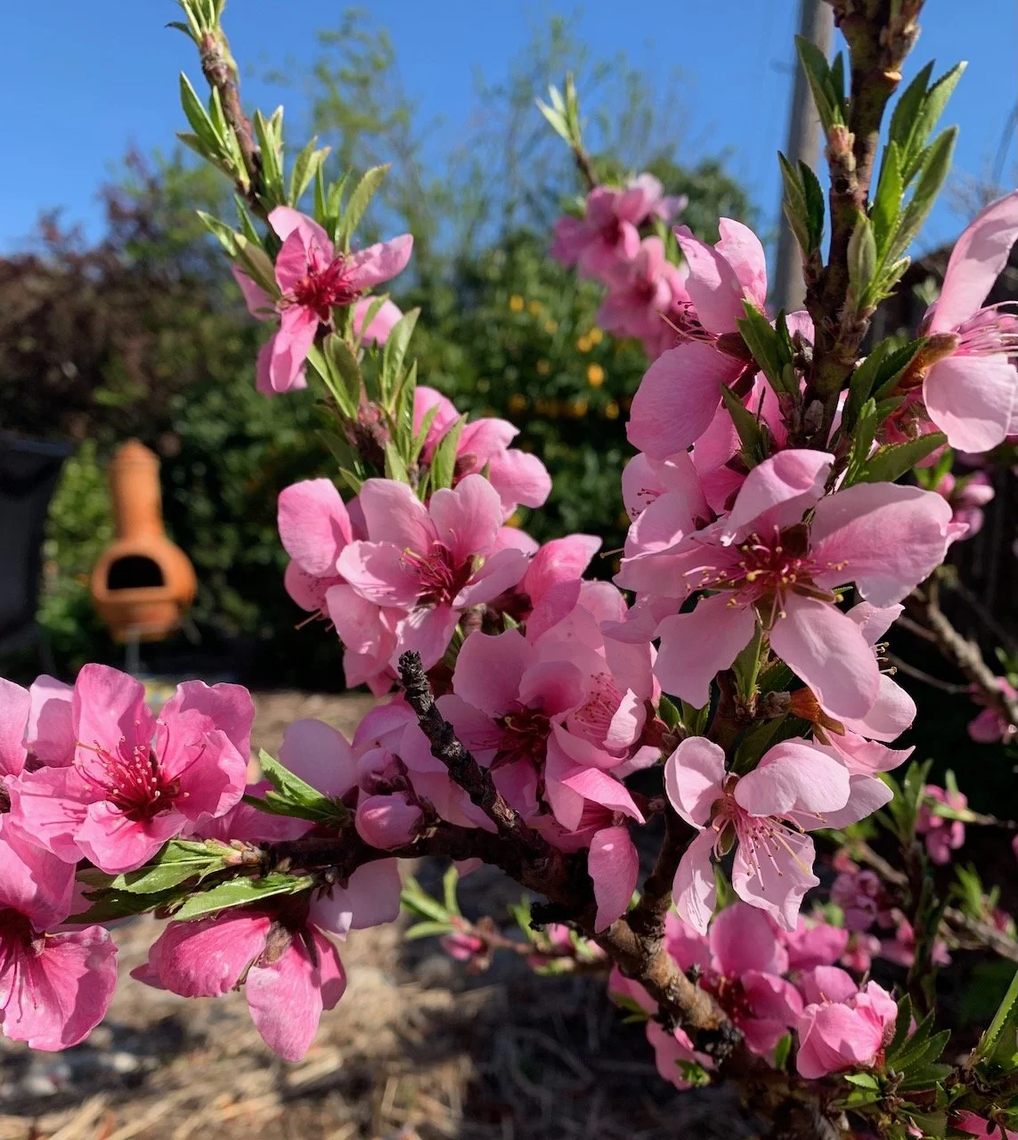 Nectarine blossoms in a permaculture garden in Novato CA
