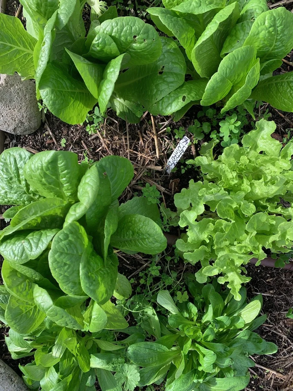 Growing Lettuce Greens