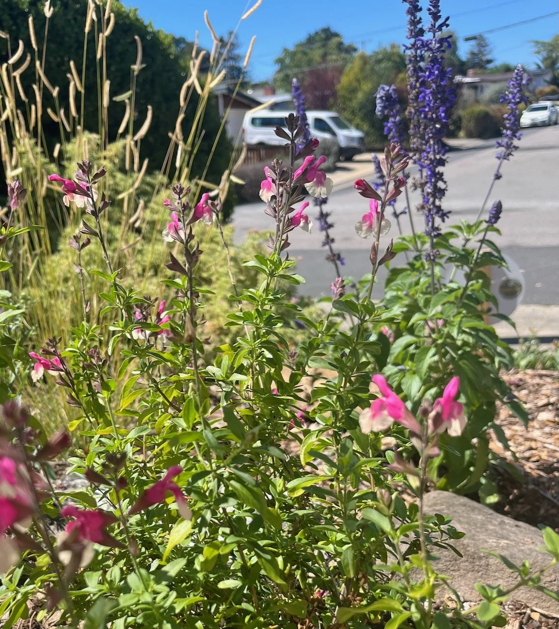 Novato CA Front Yard Pollinator Garden with Salvia Plants