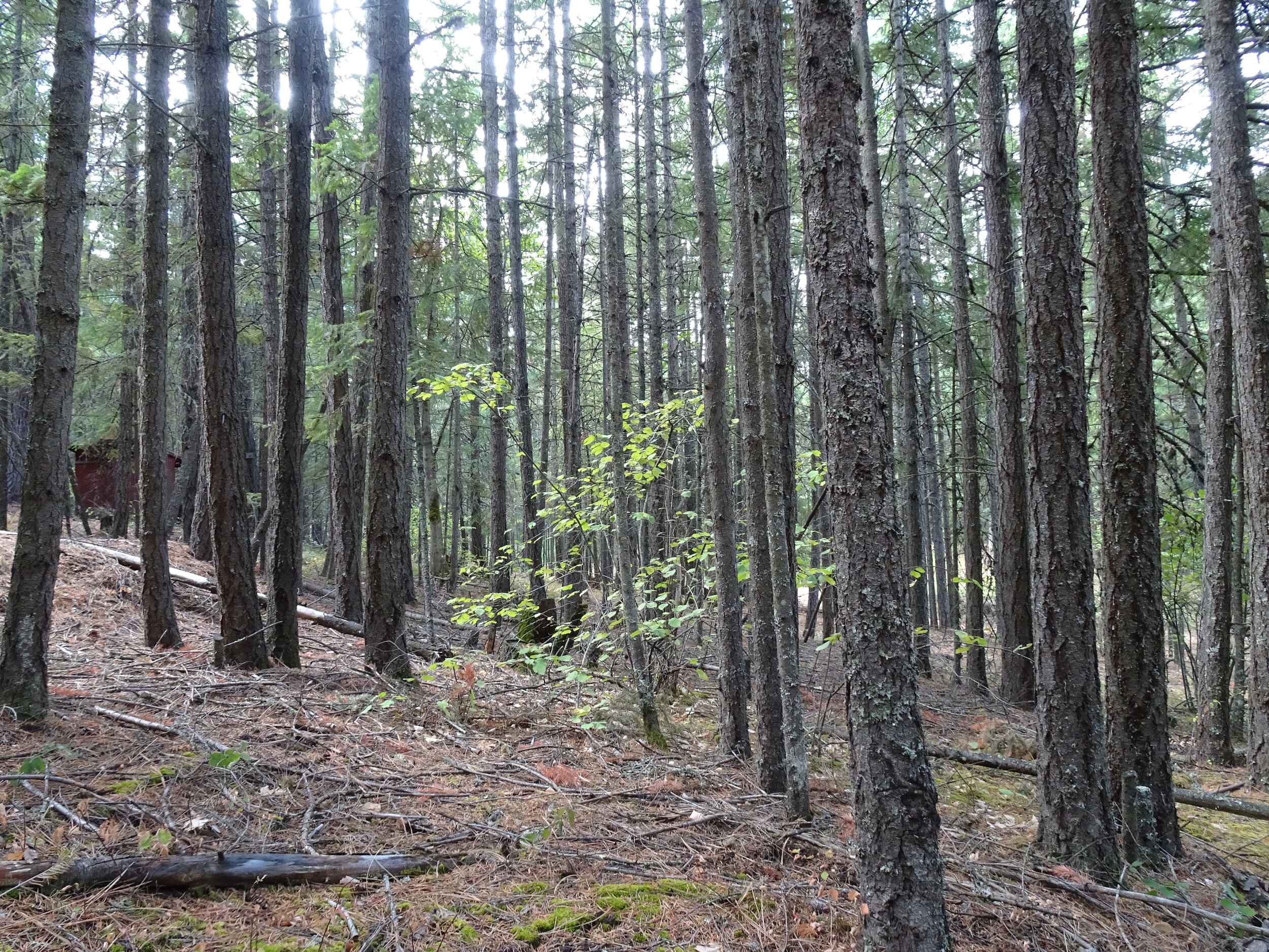 Hazlenuts amidst the Firs.JPG