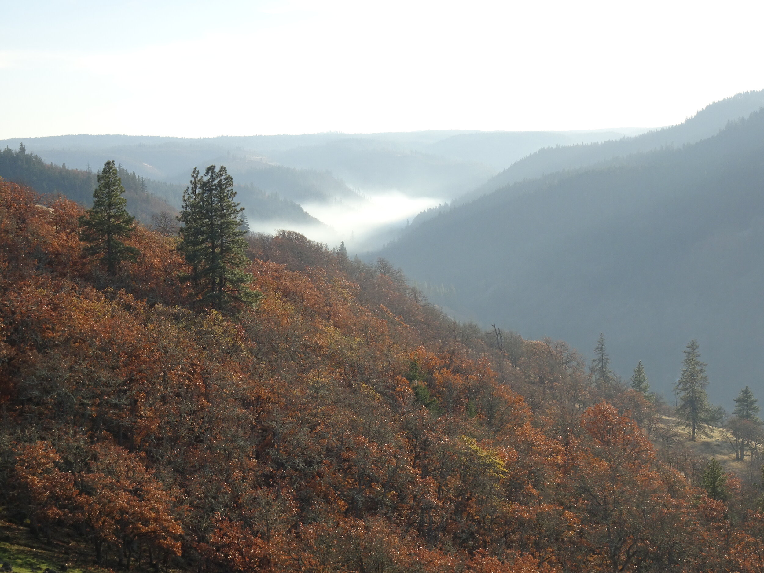  View of Mist in Mosier Creek Canyon