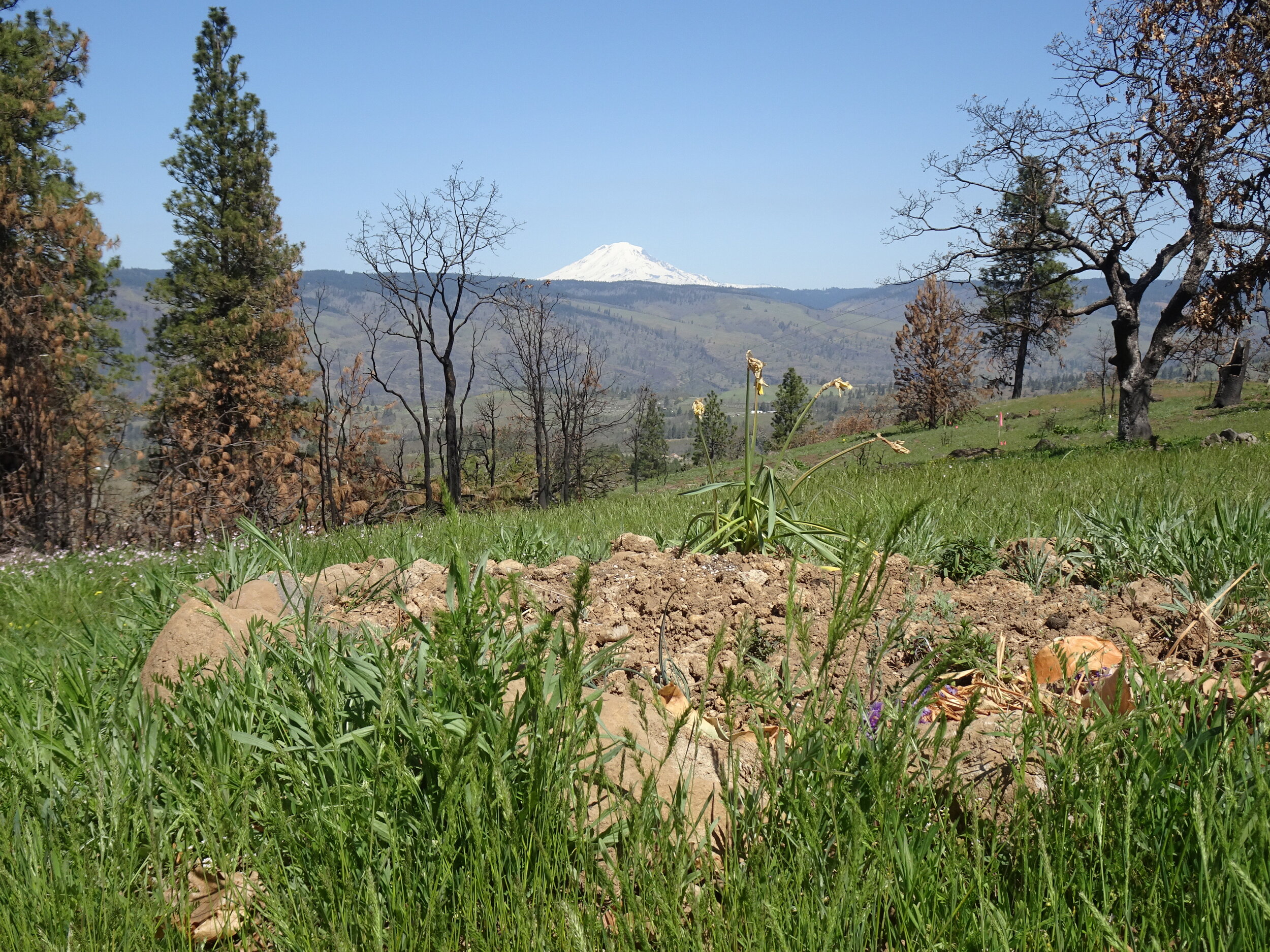 grave in foreground (2).JPG