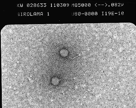 Copy of Found something new. 