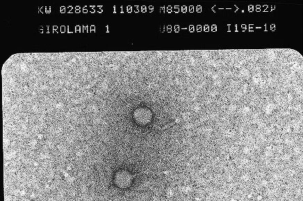 Howard Hughes Medical Institute Phage Researcher