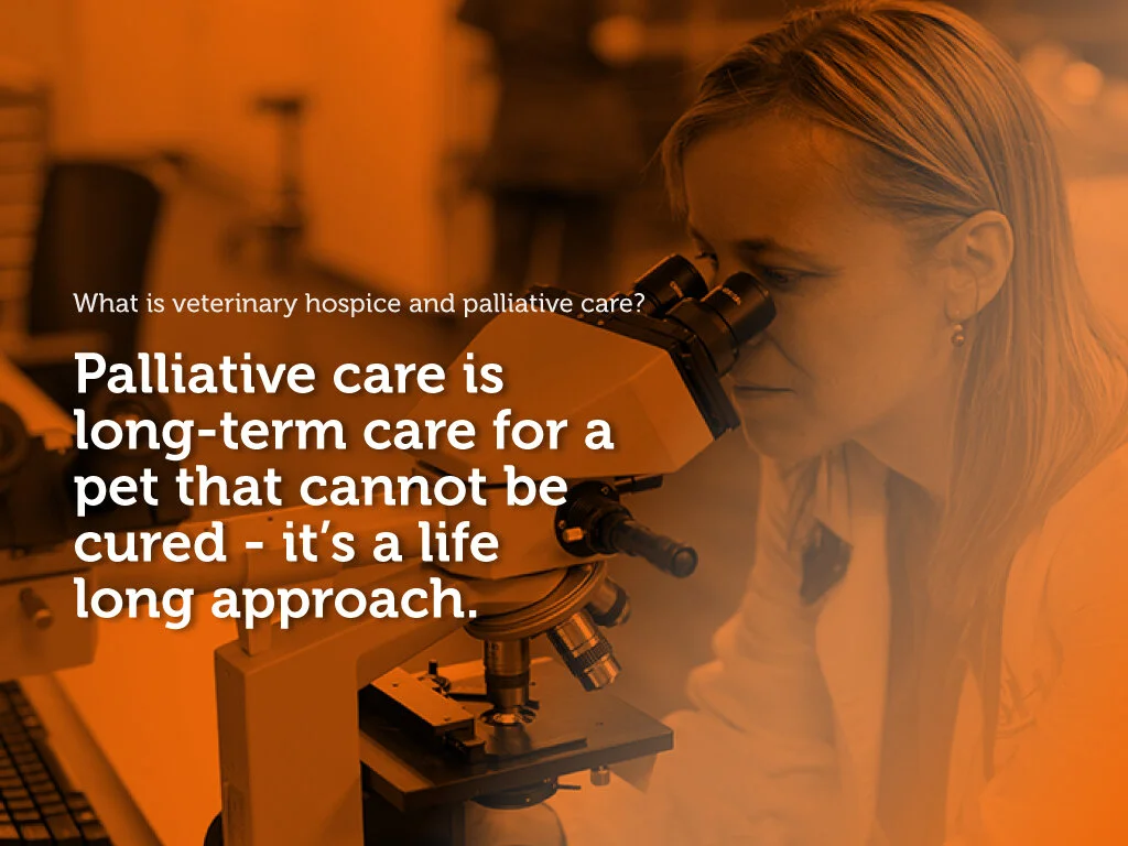 What is veterinary hospice and palliative care?